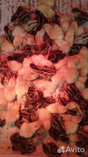 Перепелята