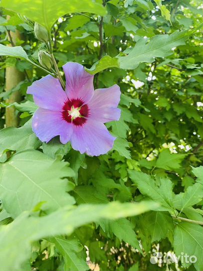 Гибискус Сирийский, плющ декоративный и тд