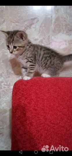 Котик 1.5 мес