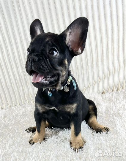 Девочка Блек тан