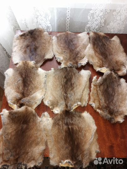 Шкурки ондатры