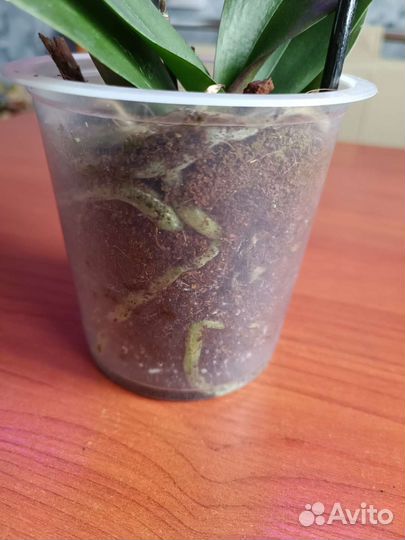 Орхидея фаленопсис