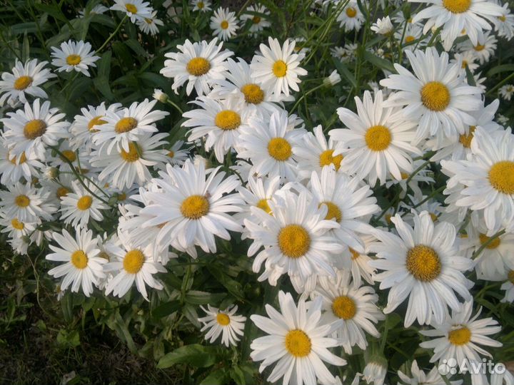 Ромашка садовая