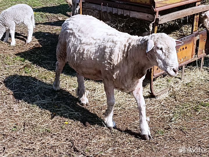 Баран на племя