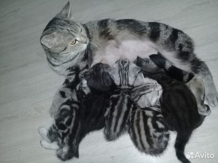 Шотландские вислоухие котята