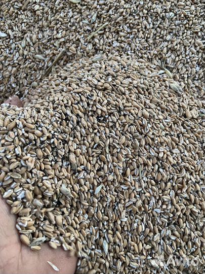 Пшеница отходы