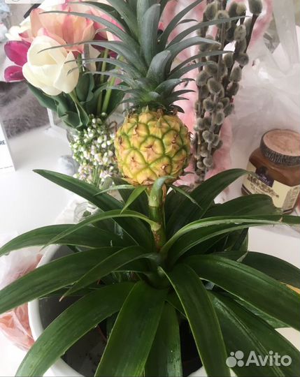 Саженцы Ananas comosus var