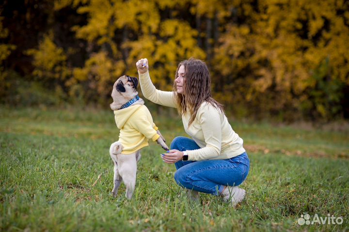 Мопс для вязки