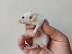 Крысята Дамбо 1 месяц. ручные
