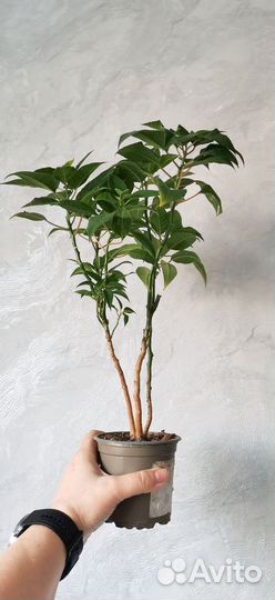 Пуансеттия (рождественская звезда)