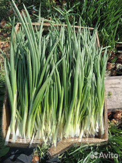 Доставка зелень