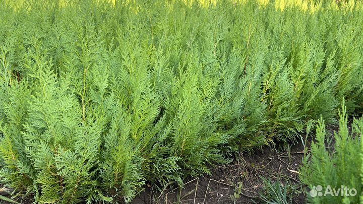 Туя восточная 30-40 см
