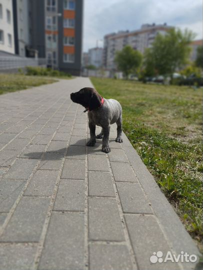 Щенки немецкого Дратхара
