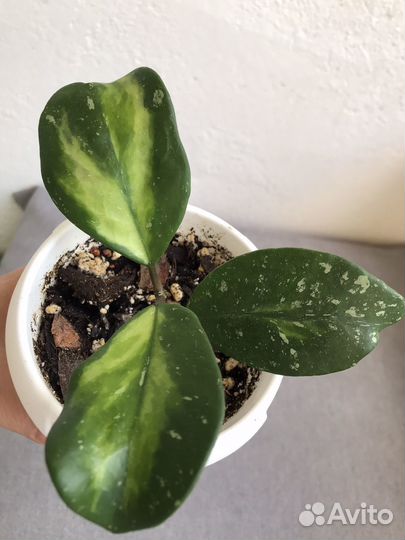 Хойя обовата вариегата сплеш