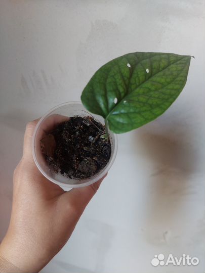 Монстера спайдермен