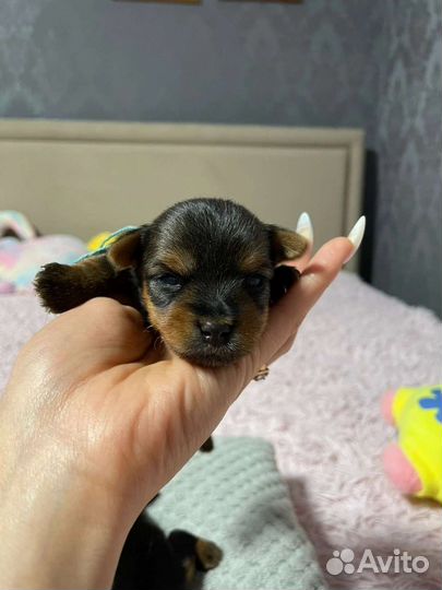 Йоркширский терьер щенки