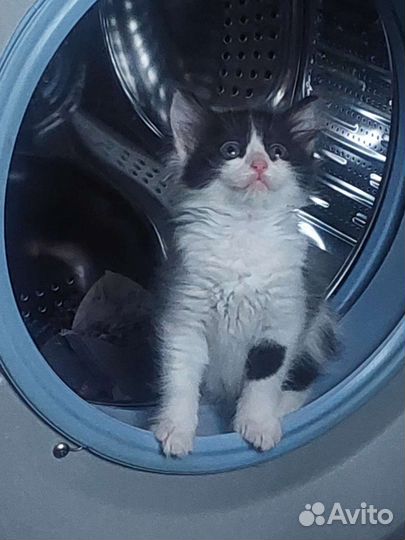 Котята в добрые руки бесплатно
