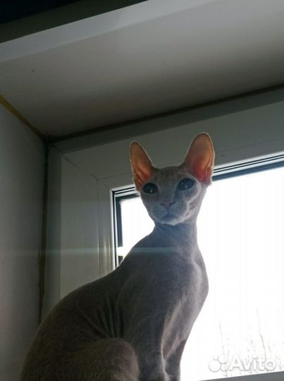 Донской сфинкс котята