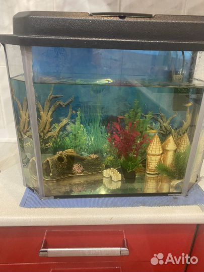 Аквариум