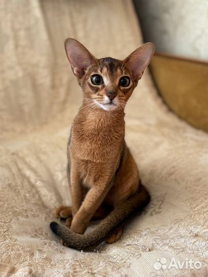 Абиссинская кошка