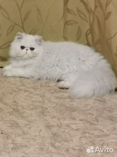 Персидская кошка