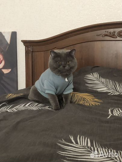 Шотландский кот
