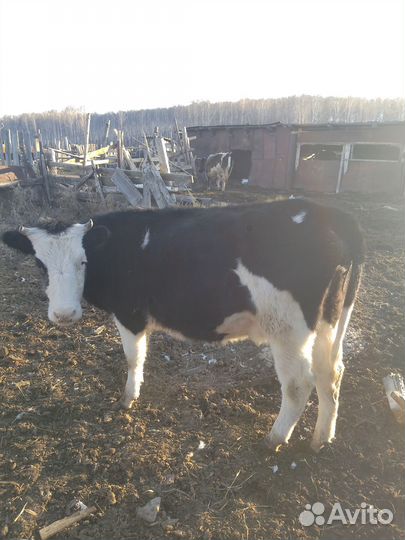 Продам коров