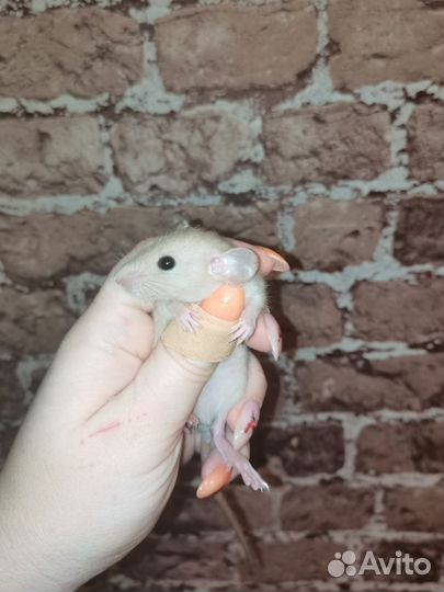 Крыса - ушастое трио