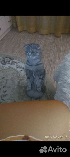 Кошка на вязку