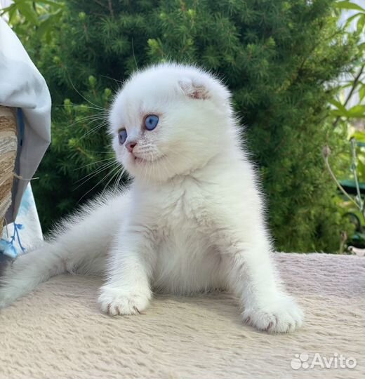 Шотландские котята