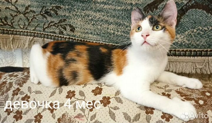 Котёнок Ладушка