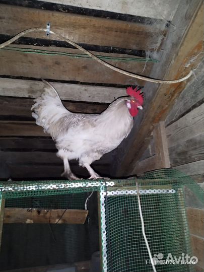 Молодые петухи