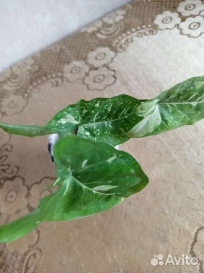 Сингониумы