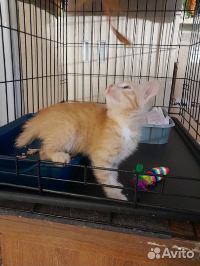 Котенок