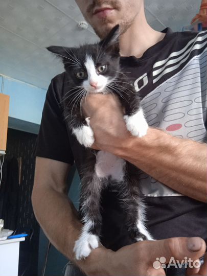 Отдам в добрые руки