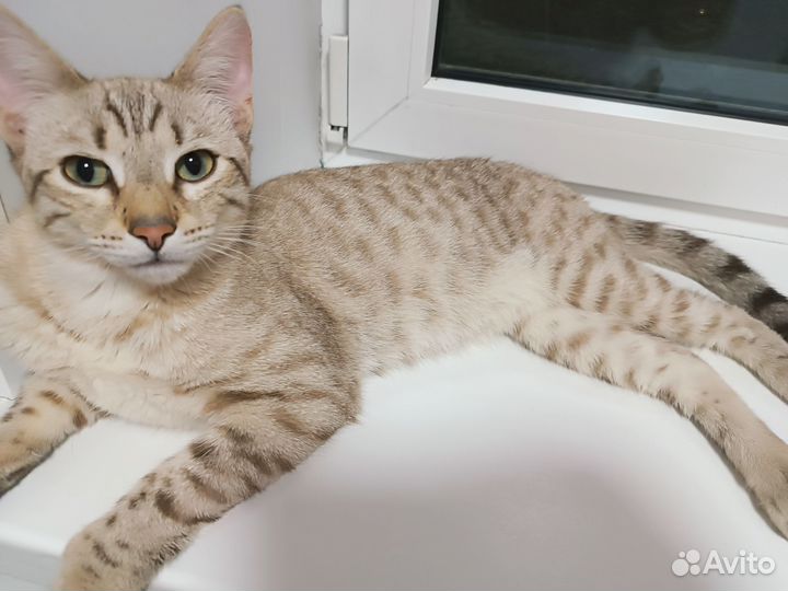 Бенгальский котёнок