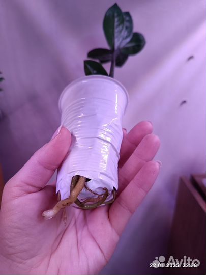 Замиокулькас, детка