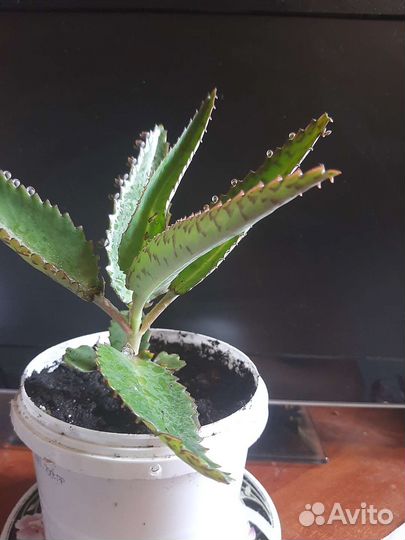 Каланхоэ лечебное