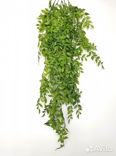 Комнатные растения фисташка опт