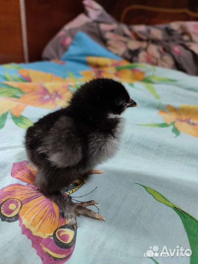 Бролер,индюки,перепела,цыплята,яйца переп.куриные