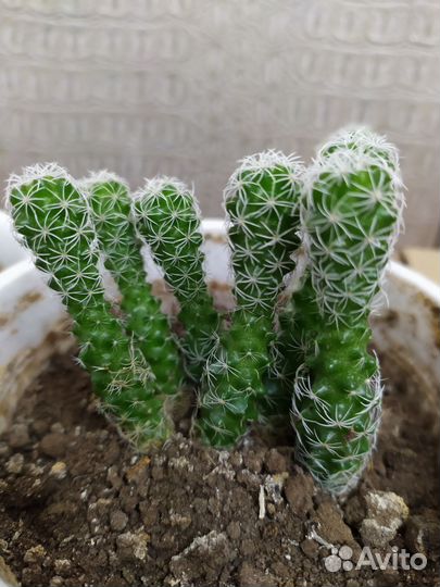 Кактус