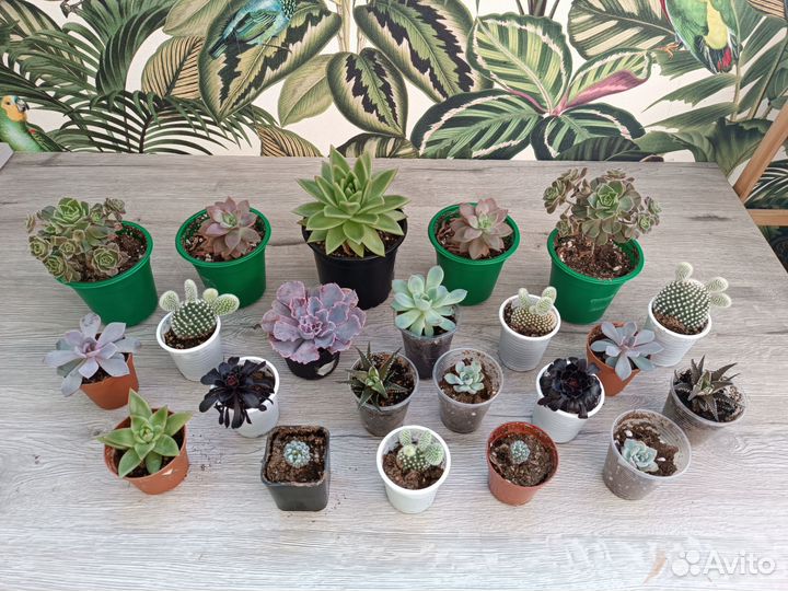 Суккуленты