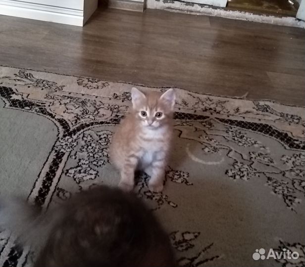 Котенок рыженький