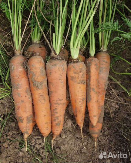 Домашние овощи