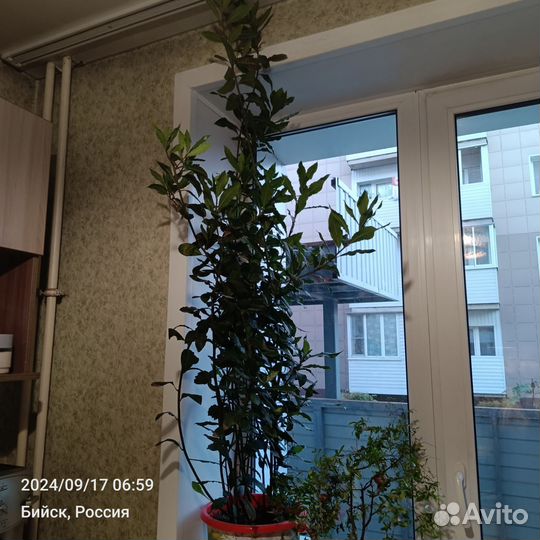 Лавровый лист