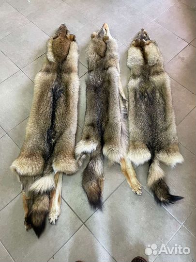 Волчья шкура