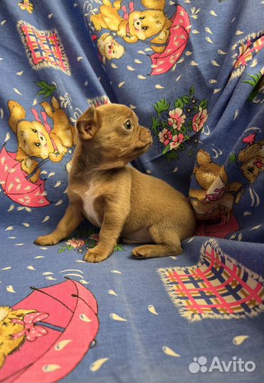 Щенки чихуахуа мальчики мега классные детки