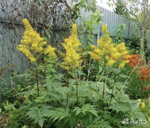 Бузульники