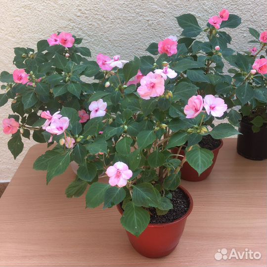 Бальзамины Уоллера