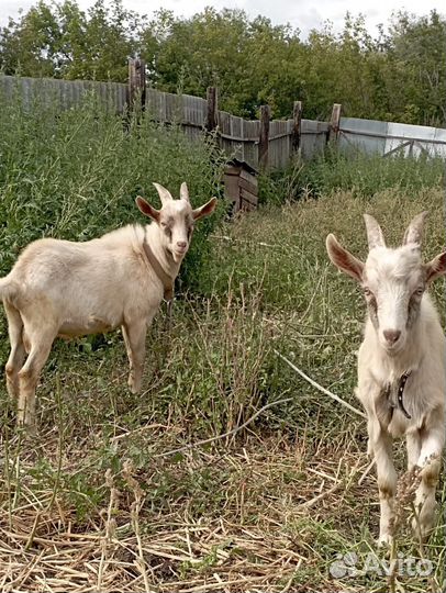 Козлята